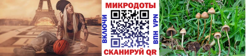 Галлюциногенные грибы Psilocybine cubensis  KRAKEN рабочий сайт  Чегем 
